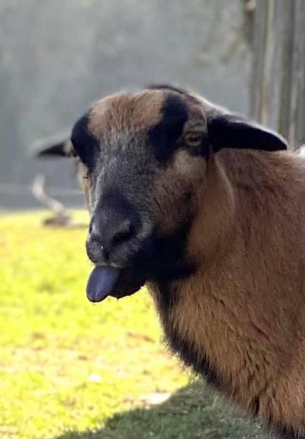 Kellerstoeckl Am Veganen Bio-Lebenshof "Varm - Die Vegane Farm" Sulb المظهر الخارجي الصورة